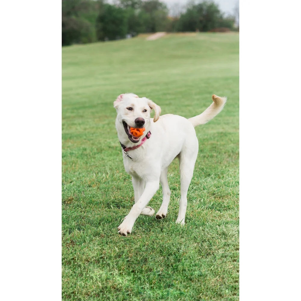 High Performance Dog Fetch Ball Set of 2