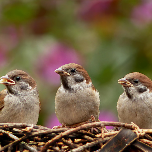 Birds