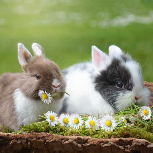 Small Pets