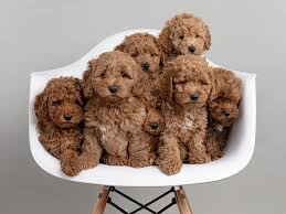 Dogs