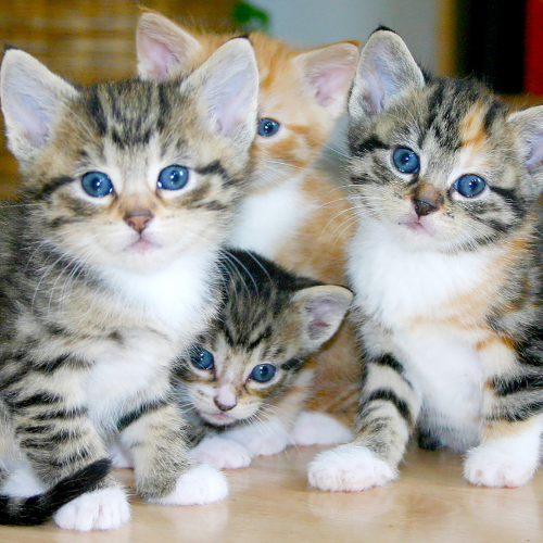 Cats