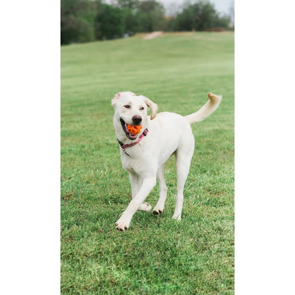 High Performance Dog Fetch Ball Set of 2