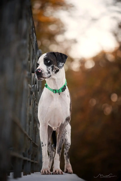 Dog Collar Nylon Adjustable